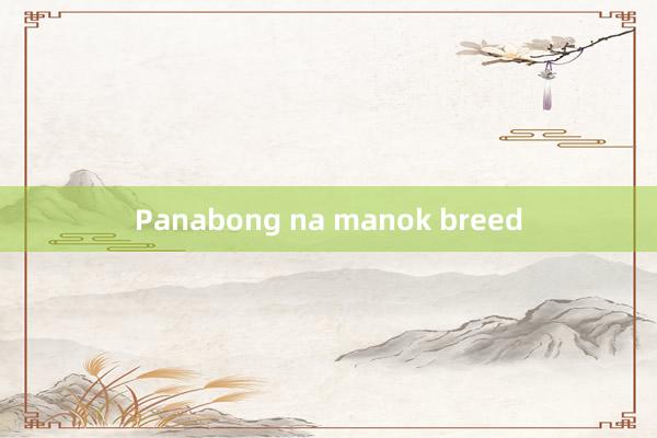 Panabong na manok breed