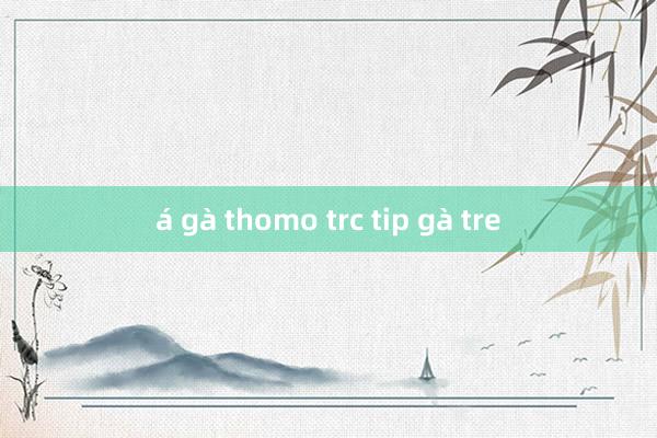 á gà thomo trc tip gà tre