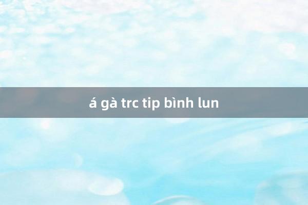 á gà trc tip bình lun