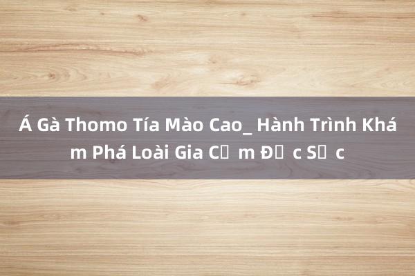 Á Gà Thomo Tía Mào Cao_ Hành Trình Khám Phá Loài Gia Cầm Đặc Sắc