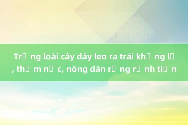 Trồng loài cây dây leo ra trái khổng lồ， thơm nức， nông dân rủng rỉnh tiền