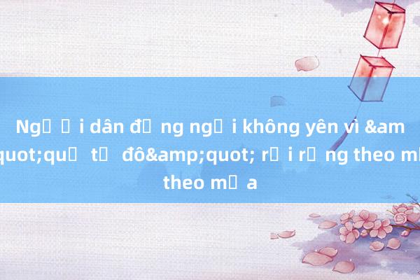 Người dân đứng ngồi không yên vì &quot;quả tỷ đô&quot; rơi rụng theo mưa